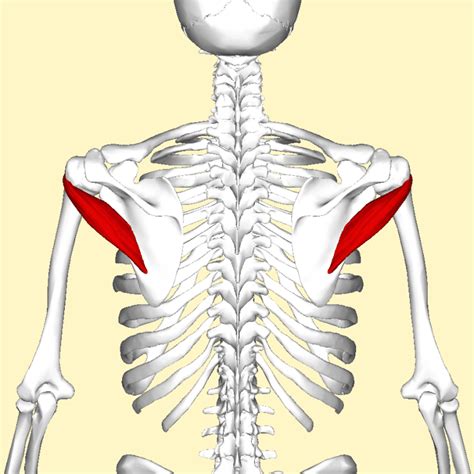 pieni lierelihas|teres minor